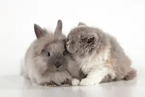 Lionhead: CAT - British longhaired cat