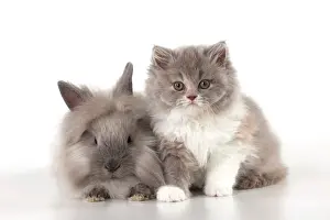 Lionhead: CAT - British longhaired cat