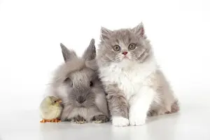 Lionhead: CAT - British longhaired cat