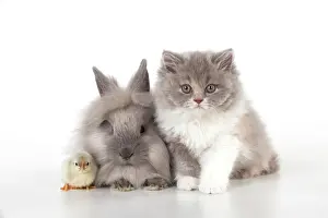 Lionhead: CAT - British longhaired cat