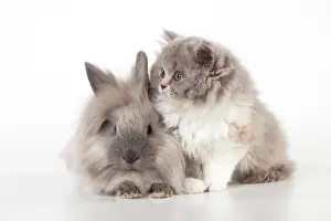 Lionhead: CAT - British longhaired cat