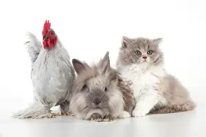 Bantam: CAT - British longhaired cat