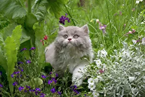 Flowerbeds: CAT - British longhaired cat