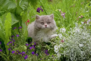 Flowerbeds: CAT - British longhaired cat