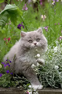 Flowerbeds: CAT - British longhaired cat