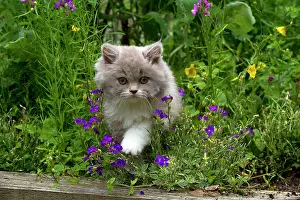 Flowerbeds: CAT - British longhaired cat