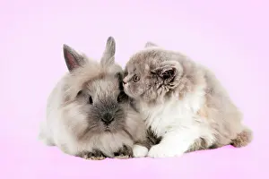 Lionhead: CAT - British longhaired cat sitting with lionhead rabbit