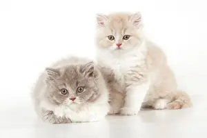 Longhaired: CAT - British longhaired cats