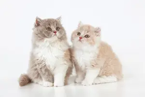 Longhaired: CAT - British longhaired cats