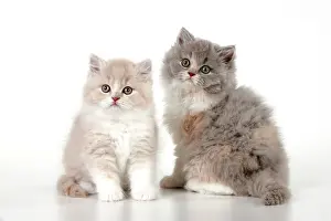 Longhaired: CAT - British longhaired cats