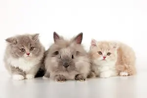 Lionhead: CAT - British longhaired cats