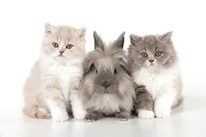 Lionhead: CAT - British longhaired cats