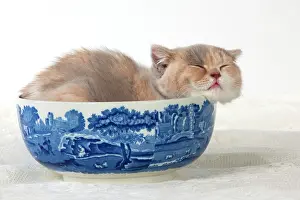Contented: Cat - British Short Haired 7 week old kitten
