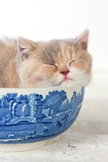 Contented: Cat - British Short Haired 7 week old kitten