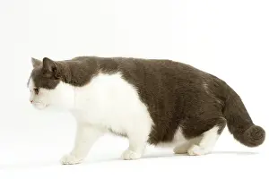 Bicolour: Cat - British Short-haired, bicolor white and blue