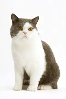 Bicolour: Cat - British Short-haired, bicolor white and blue