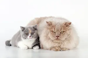 Contrasts: CAT - British Short haired kitten (7 weeks old )