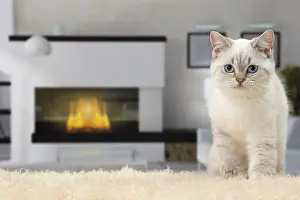 Fireside: Cat British Shorthair 4 month old kitten