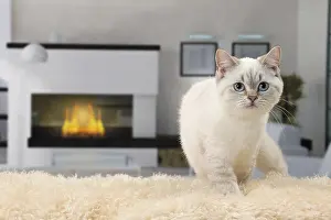 Fireside: Cat British Shorthair 4 month old kitten