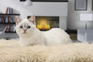 Fireside: Cat British Shorthair 4 month old kitten