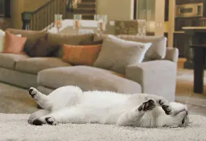 Exhausted: Cat British Shorthair 4 month old kitten