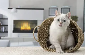 Basket: Cat British Shorthair 4 month old kitten