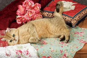 Furnishings: Cat - British Shorthair
