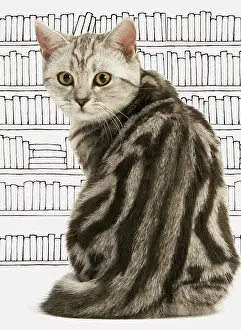 Books: Cat British Shorthair