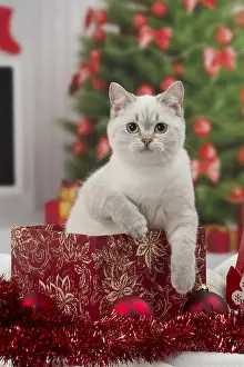 Cat British Shorthair