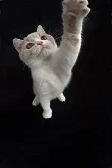 021117: CAT. British shorthair