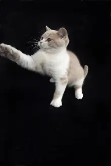 021117: CAT. British shorthair