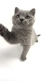 021117: CAT. British shorthair
