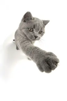 021117: CAT. British shorthair