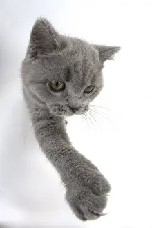 021117: CAT. British shorthair