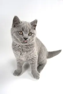 021117: CAT. British shorthair