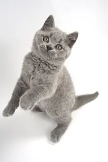 021117: CAT. British shorthair