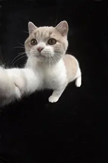 Reaching: CAT. British shorthair