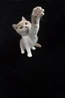 Reaching: CAT. British shorthair