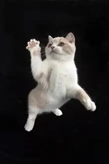 Reaching: CAT. British shorthair