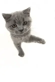 Reaching: CAT. British shorthair
