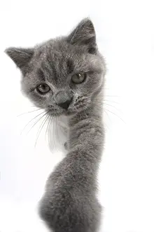 Reaching: CAT. British shorthair