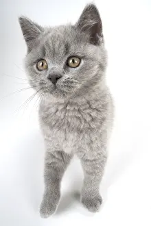 Shorthairs: CAT. British shorthair