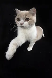 Reaching: CAT. British shorthair