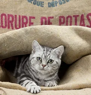 Sack: Cat British Shorthair 5 month old kitten