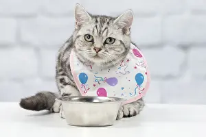 Meal: Cat British Shorthair 5 month old kitten