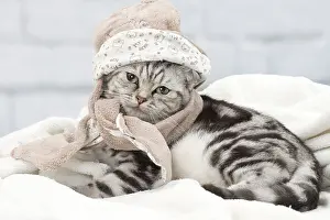 Scarves: Cat British Shorthair 5 month old kitten