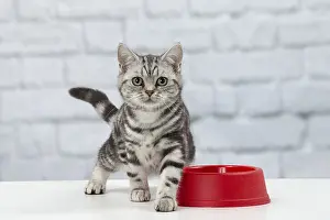 Meal: Cat British Shorthair 5 month old kitten