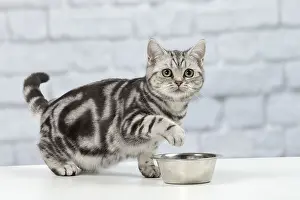 Meal: Cat British Shorthair 5 month old kitten