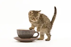Saucer: Cat - British Shorthair - 8 week old kitten climbing