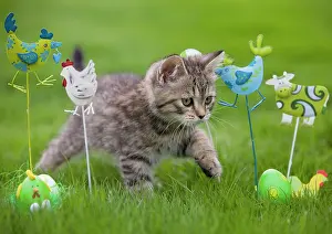Ornaments: Cat - British Shorthair - 8 week old kitten outside